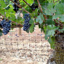 Agricultural Bird Control - Vineyard