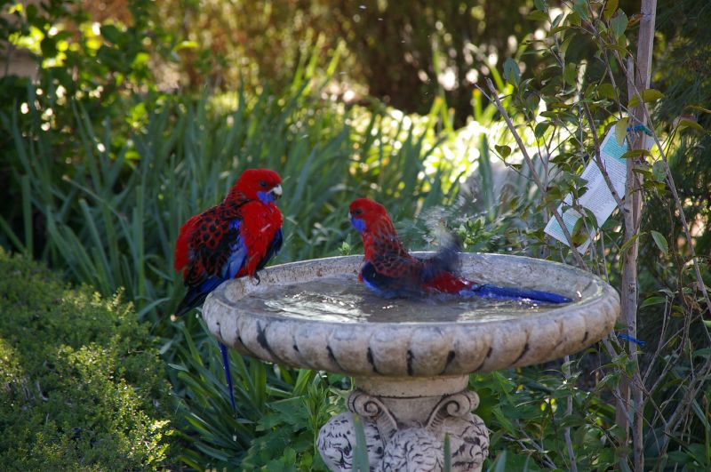 Birdbath Problems