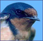 Barn Swallow