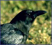 American Crow