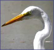 Great Egret