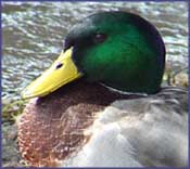 Mallard Duck