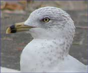 Gull