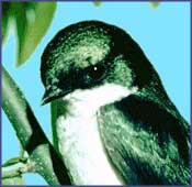 Tree Swallow