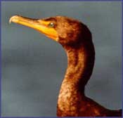 Cormorant 