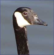 Goose