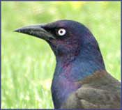 Common grackle distress call