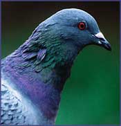 Feral Pigeon