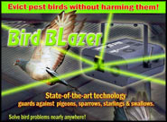 Bird Blazer