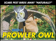 Prowler Owl