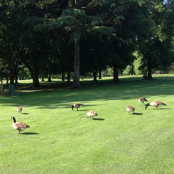 Golf Course Bird Control