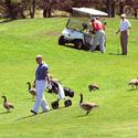 Golf Course Goose Control