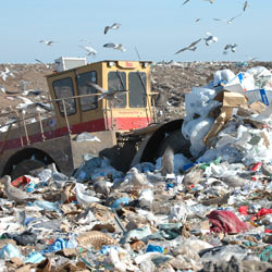 Landfill Bird Deterrents