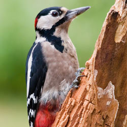 Residential Bird Deterrents