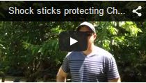Video Shock Stick