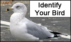 Identify Bird by Species